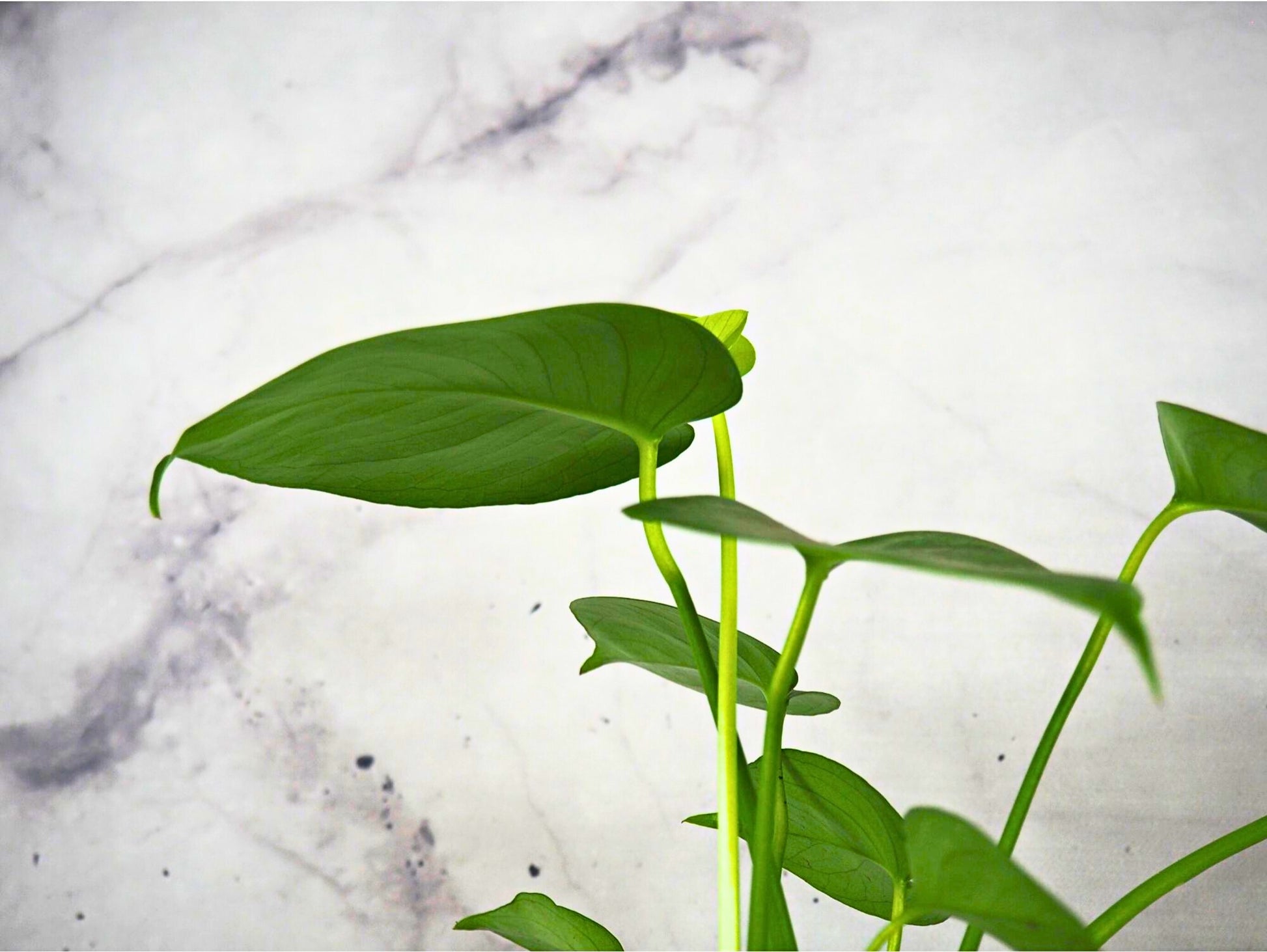Monstera Deliciosa Kokedama pianta da interno