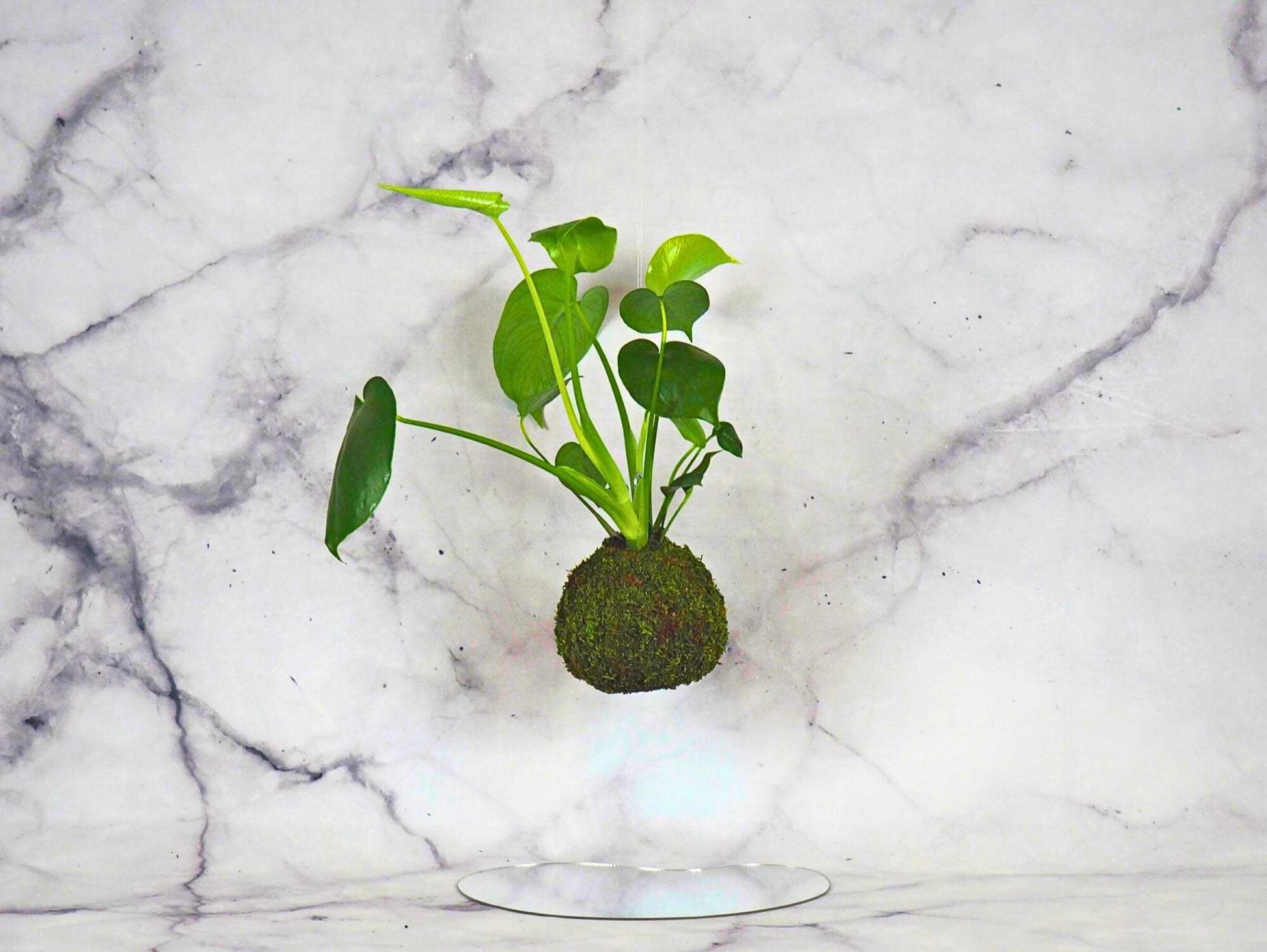 Monstera Deliciosa Kokedama pianta da interno