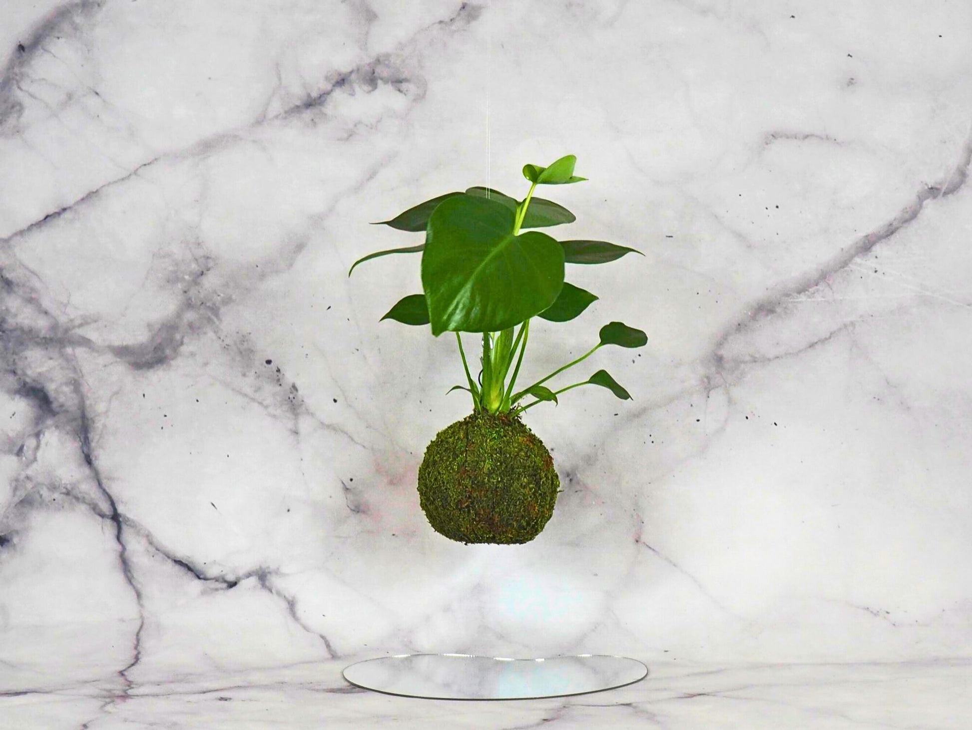 Monstera Deliciosa Kokedama pianta da interno