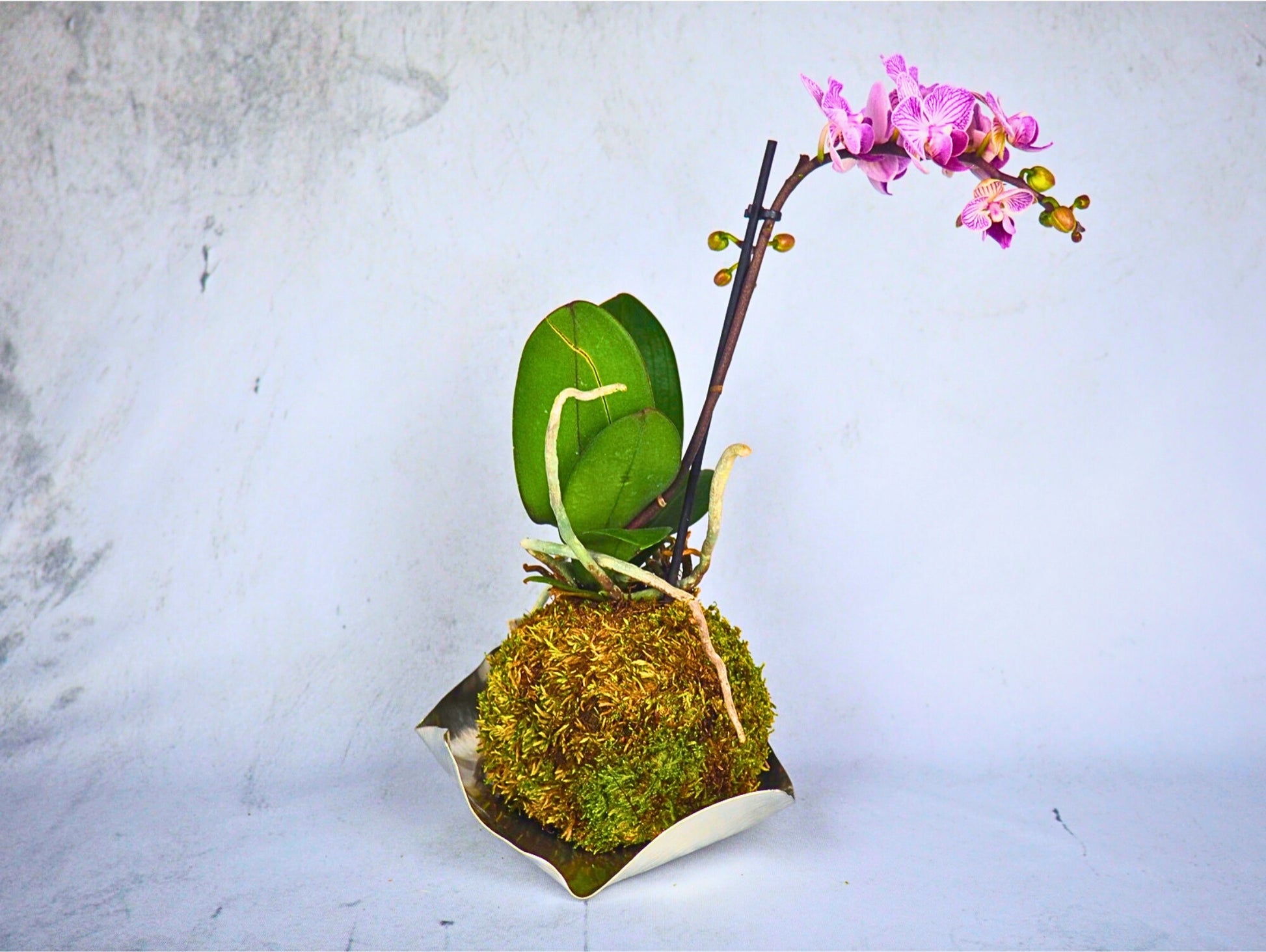 Orchidea Phalaenopsis Kokedama pianta da fiore