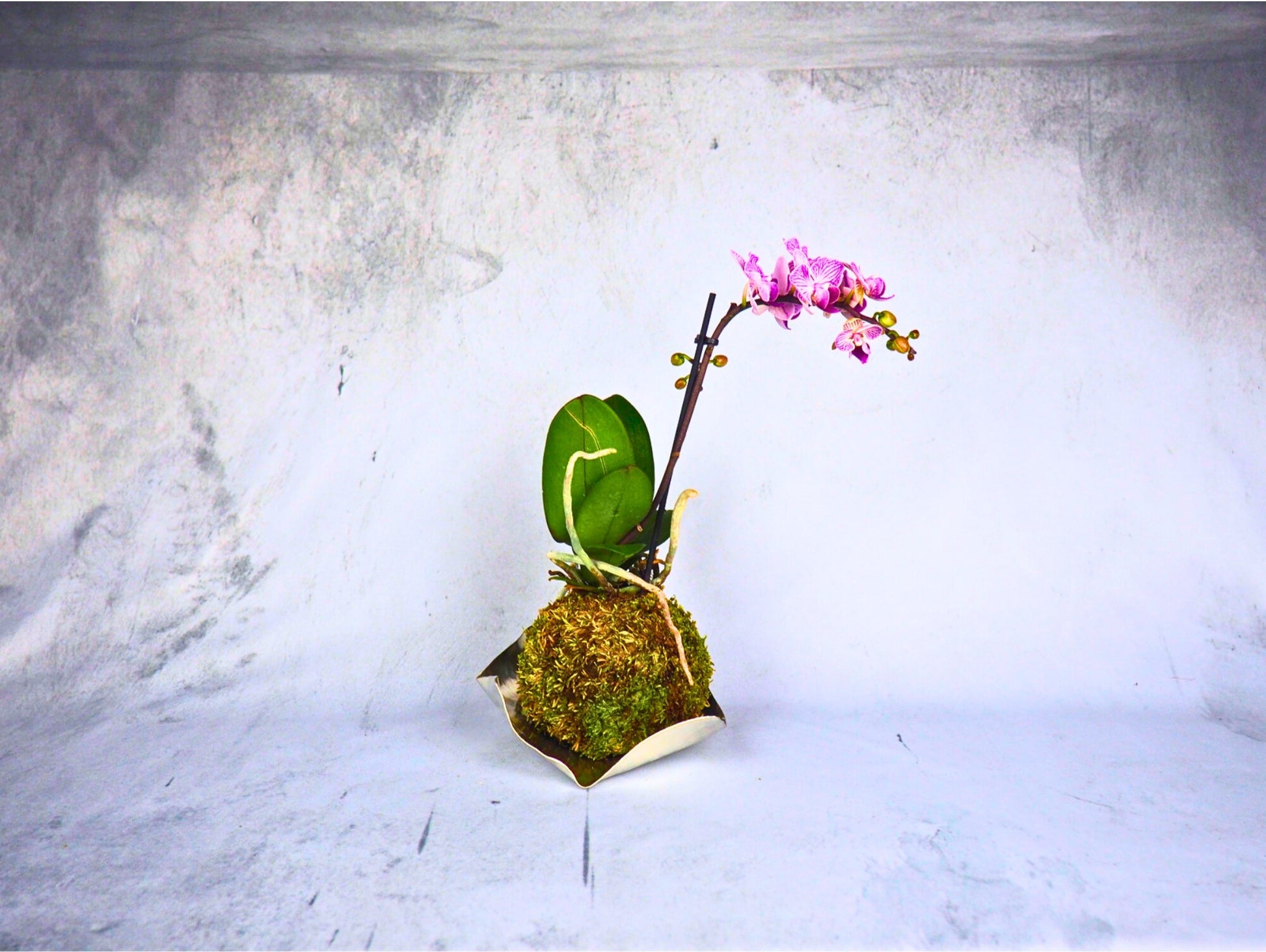 Orchidea Phalaenopsis Kokedama pianta da fiore