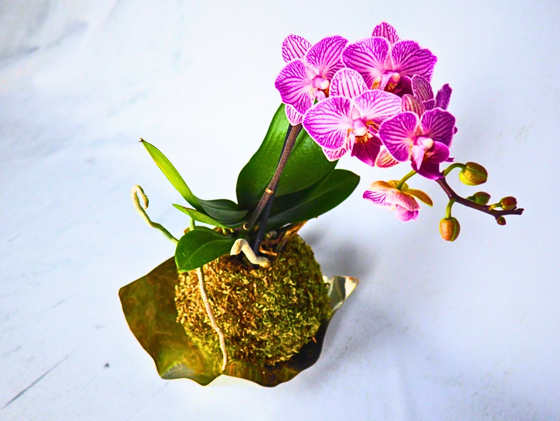 Orchidea Phalaenopsis Kokedama pianta da fiore