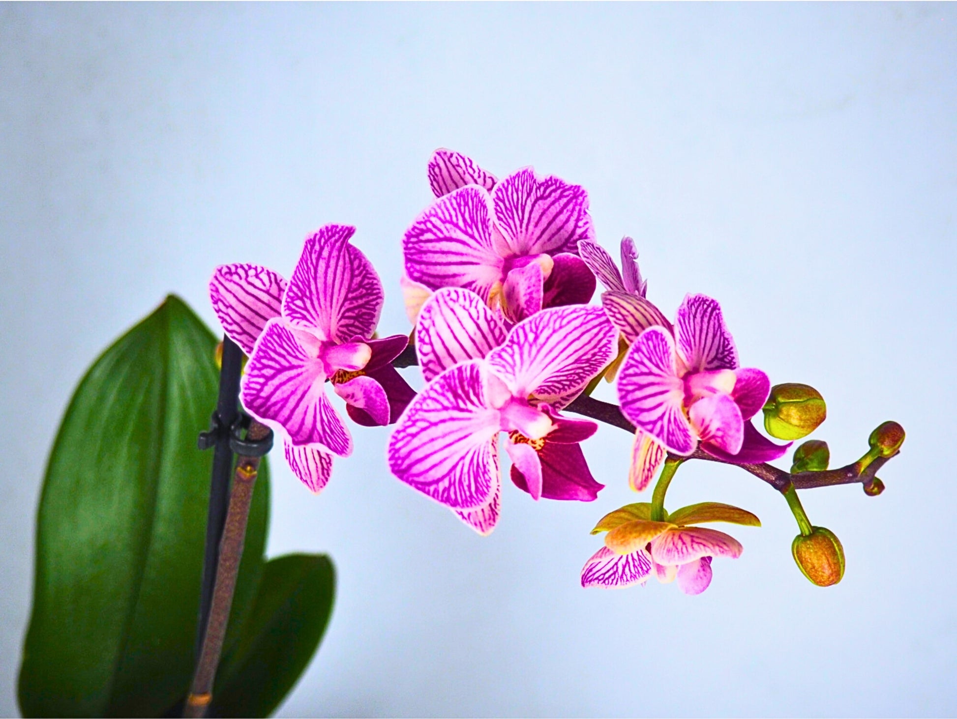 Orchidea Phalaenopsis Kokedama pianta da fiore