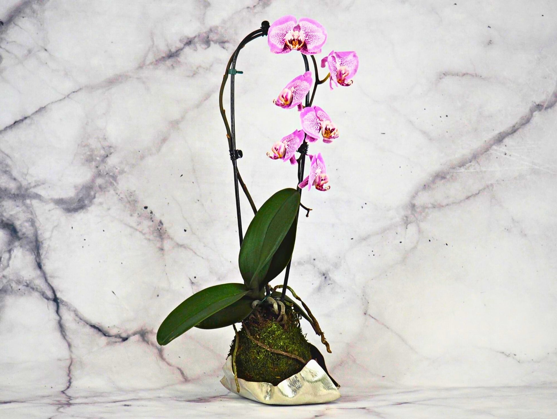 Orchidea Phalaenopsis magenta Kokedama pianta da fiore