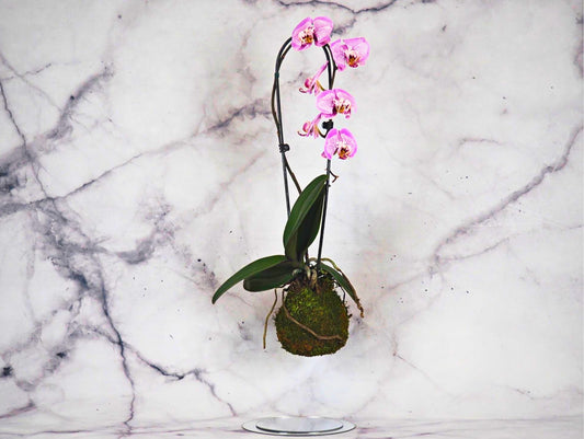 Orchidea Phalaenopsis magenta Kokedama pianta da fiore