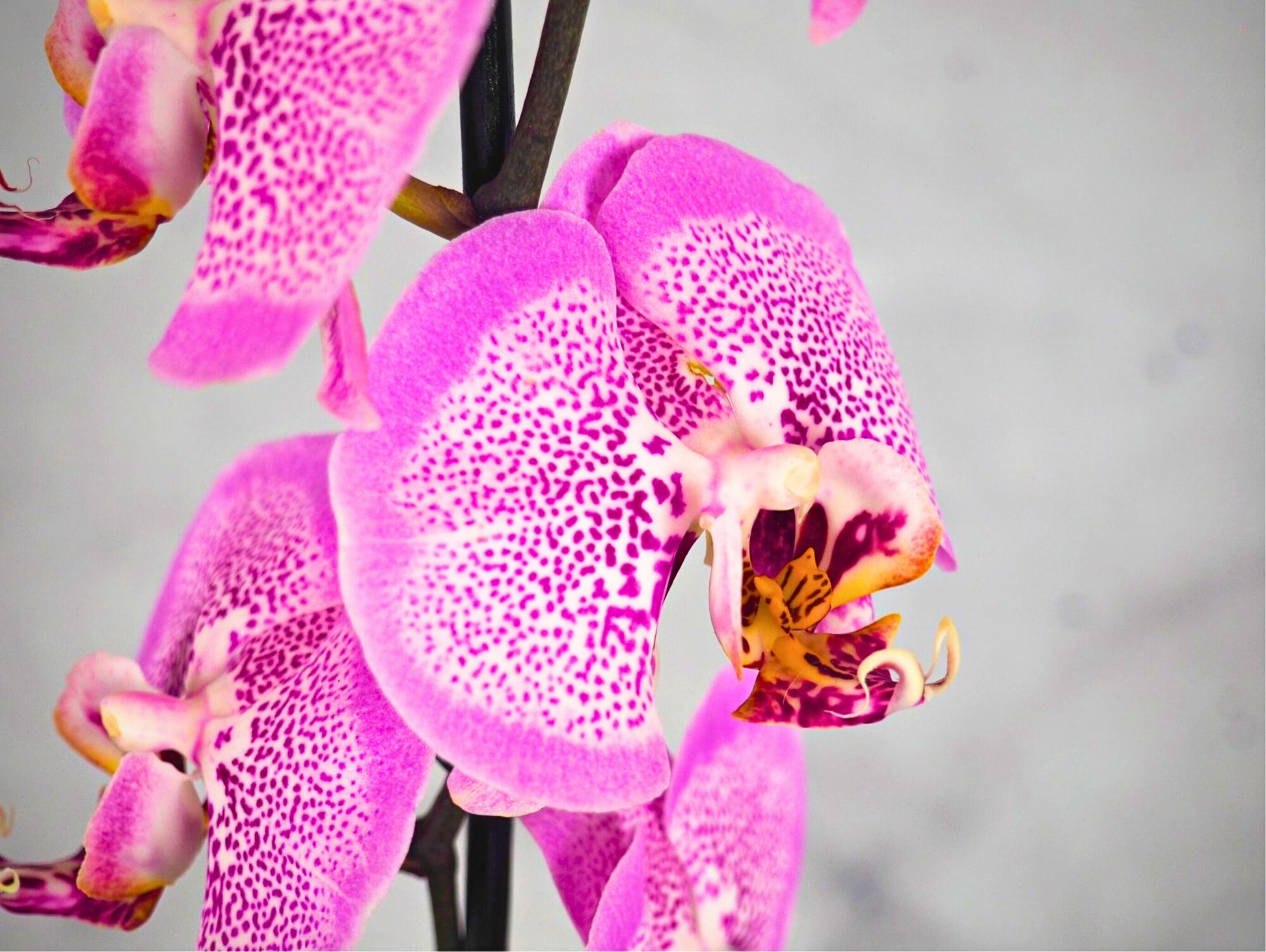 Orchidea Phalaenopsis magenta Kokedama pianta da fiore