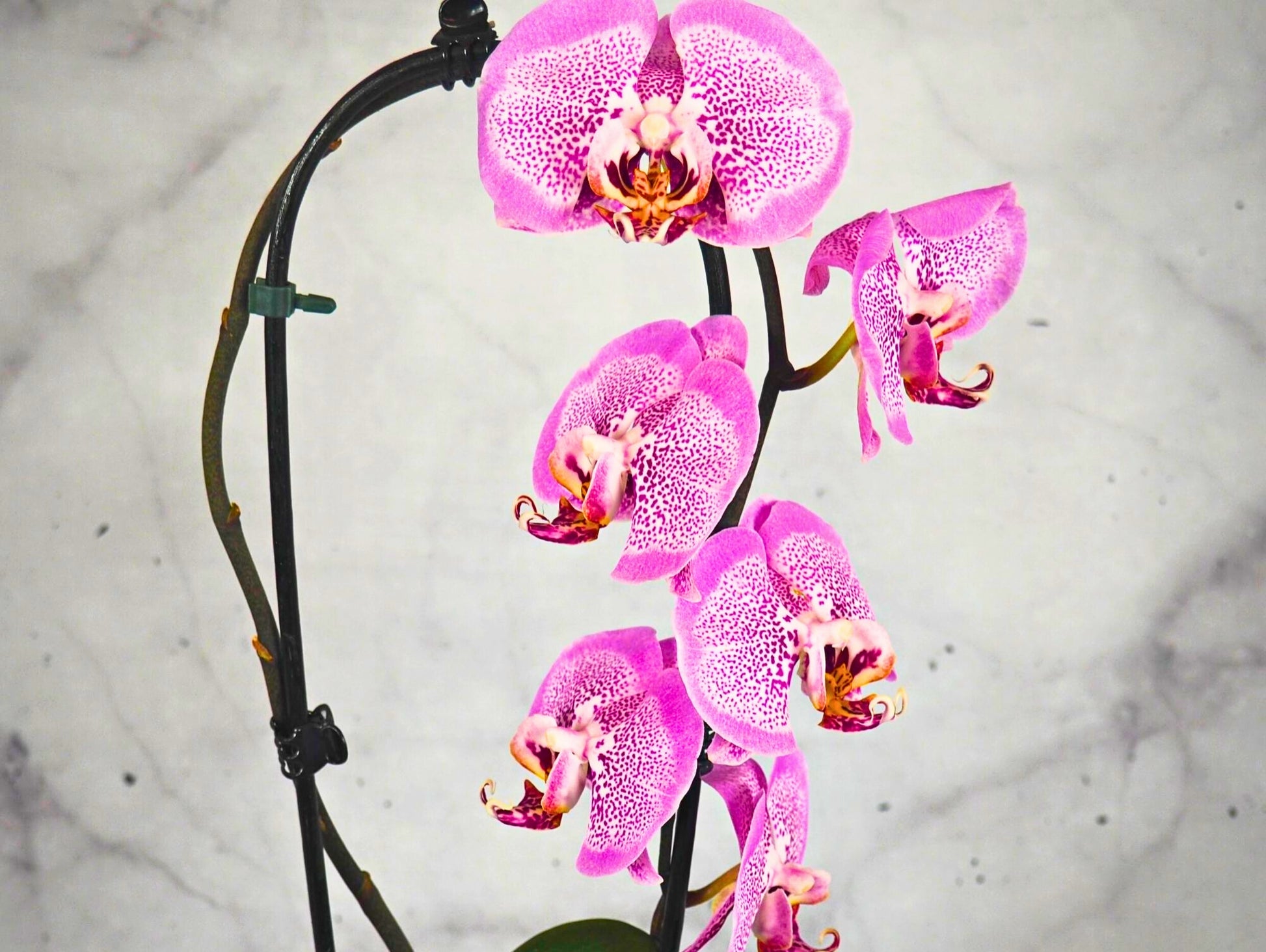 Orchidea Phalaenopsis magenta Kokedama pianta da fiore