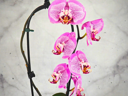 Orchidea Phalaenopsis magenta Kokedama pianta da fiore