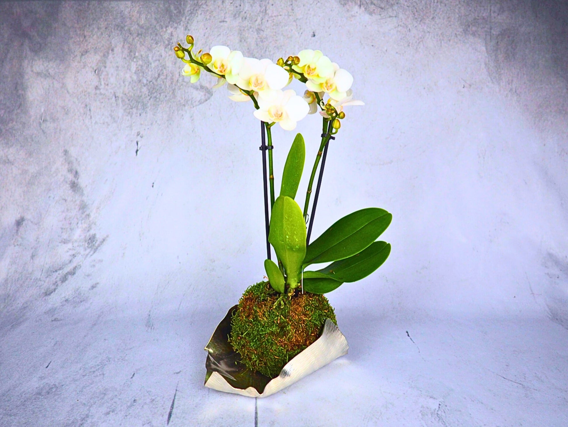Orchidea Phalaenopsis white Kokedama pianta da fiore