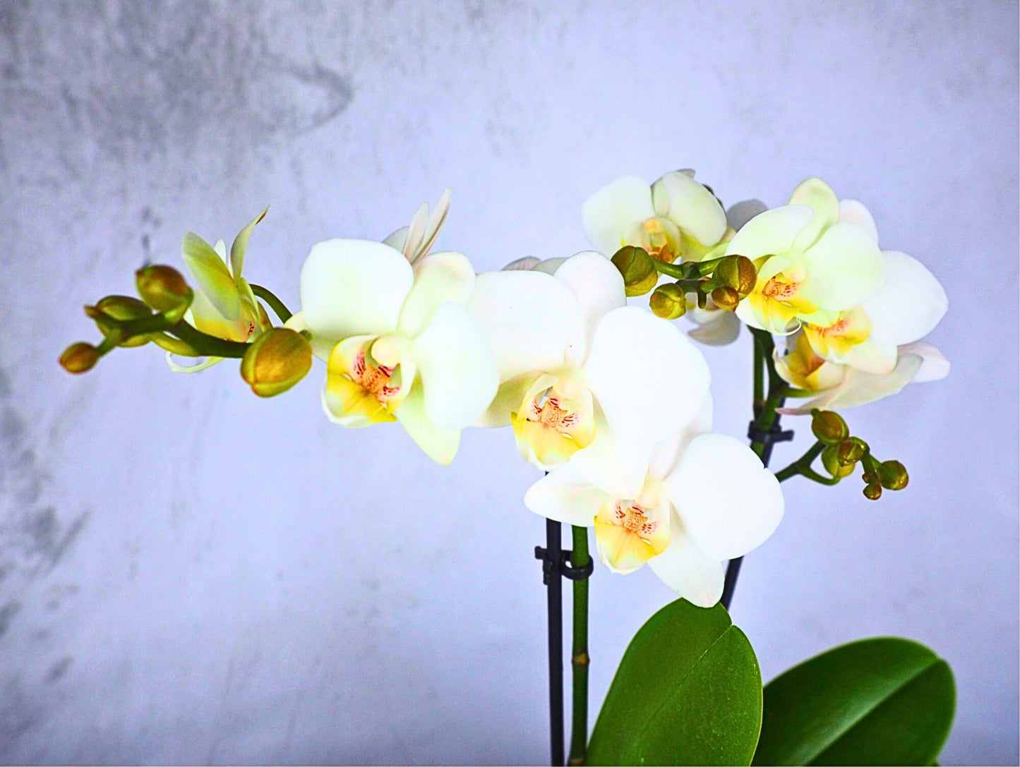 Orchidea Phalaenopsis white Kokedama pianta da fiore