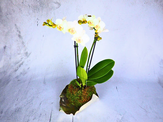 Orchidea Phalaenopsis white Kokedama pianta da fiore