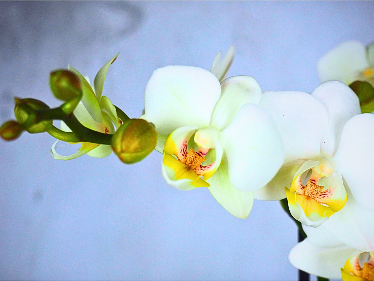 Orchidea Phalaenopsis white Kokedama pianta da fiore