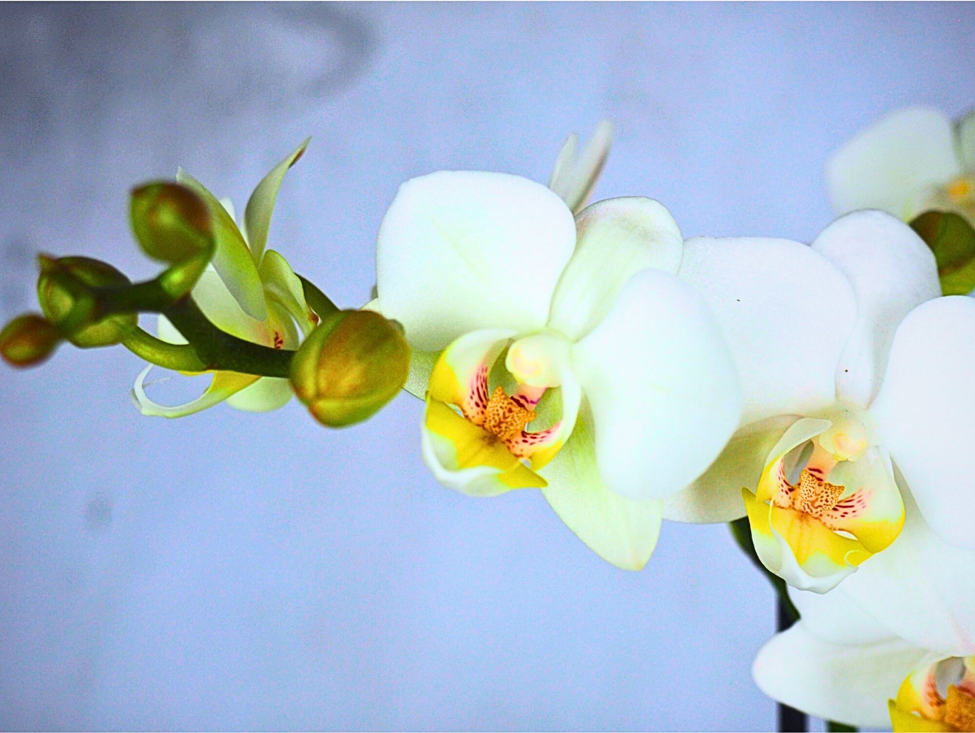 Orchidea Phalaenopsis white Kokedama pianta da fiore