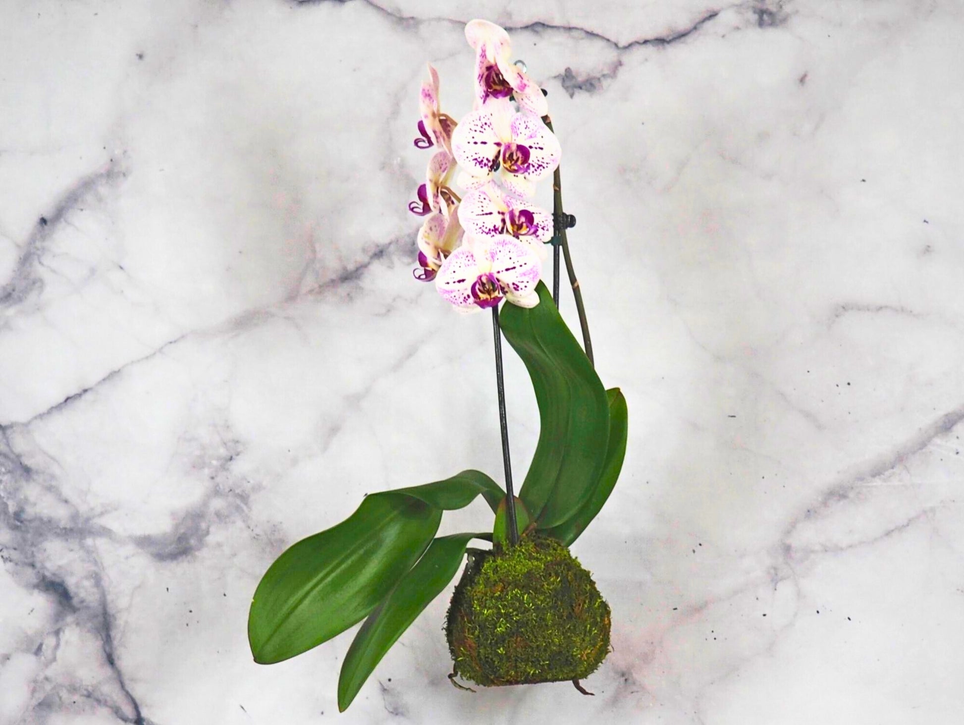 Orchidea Phalaenopsis white magenta Kokedama pianta da fiore