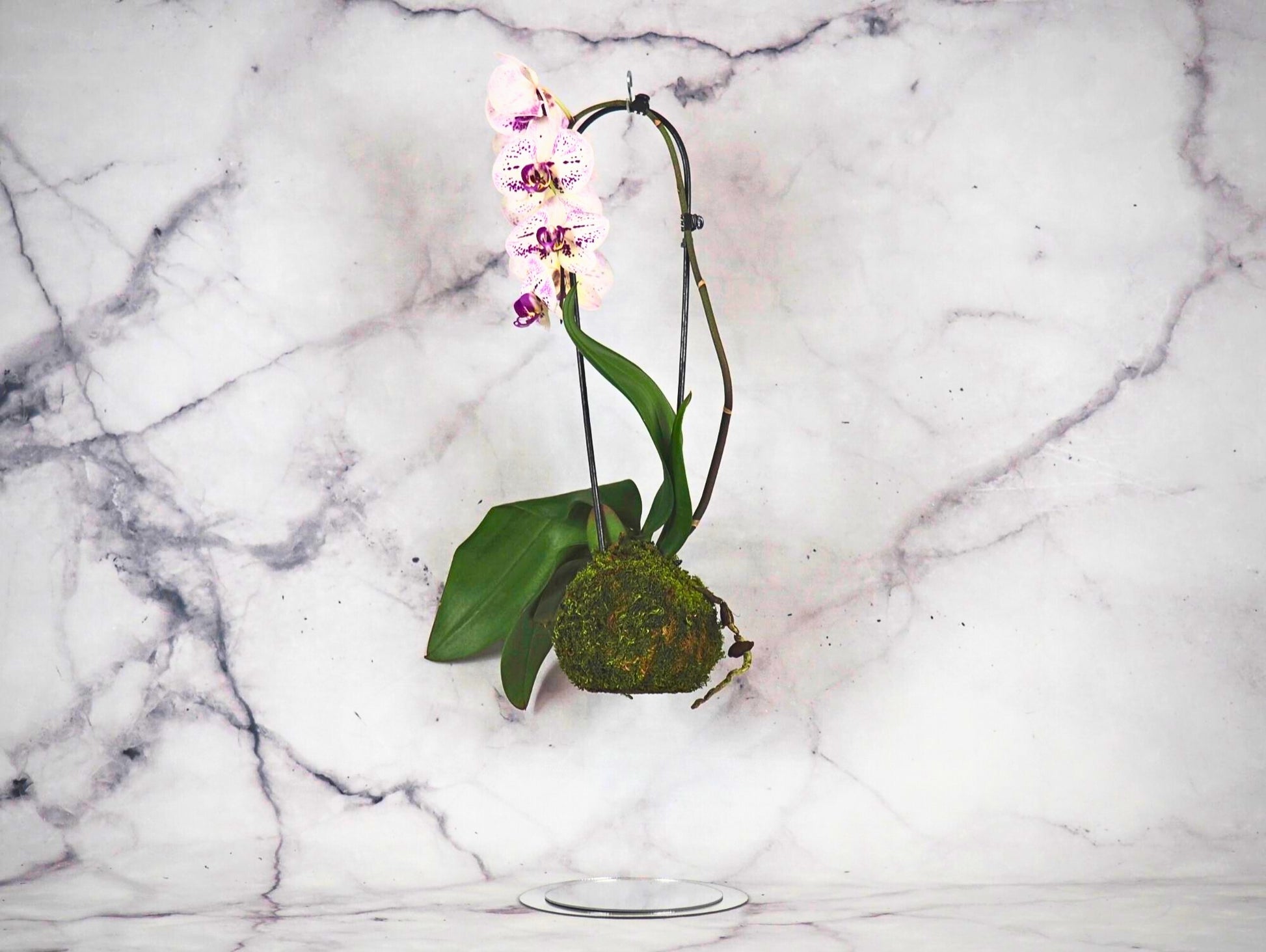 Orchidea Phalaenopsis white magenta Kokedama pianta da fiore