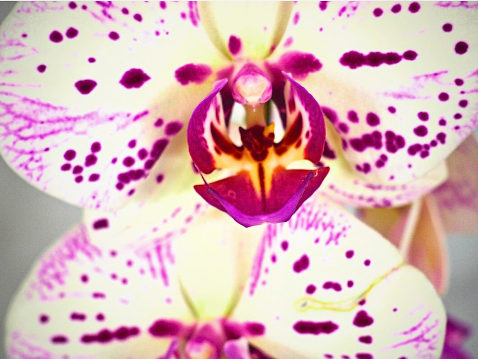 Orchidea Phalaenopsis white magenta Kokedama pianta da fiore