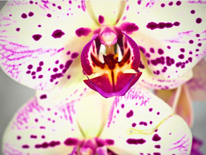 Orchidea Phalaenopsis white magenta Kokedama pianta da fiore