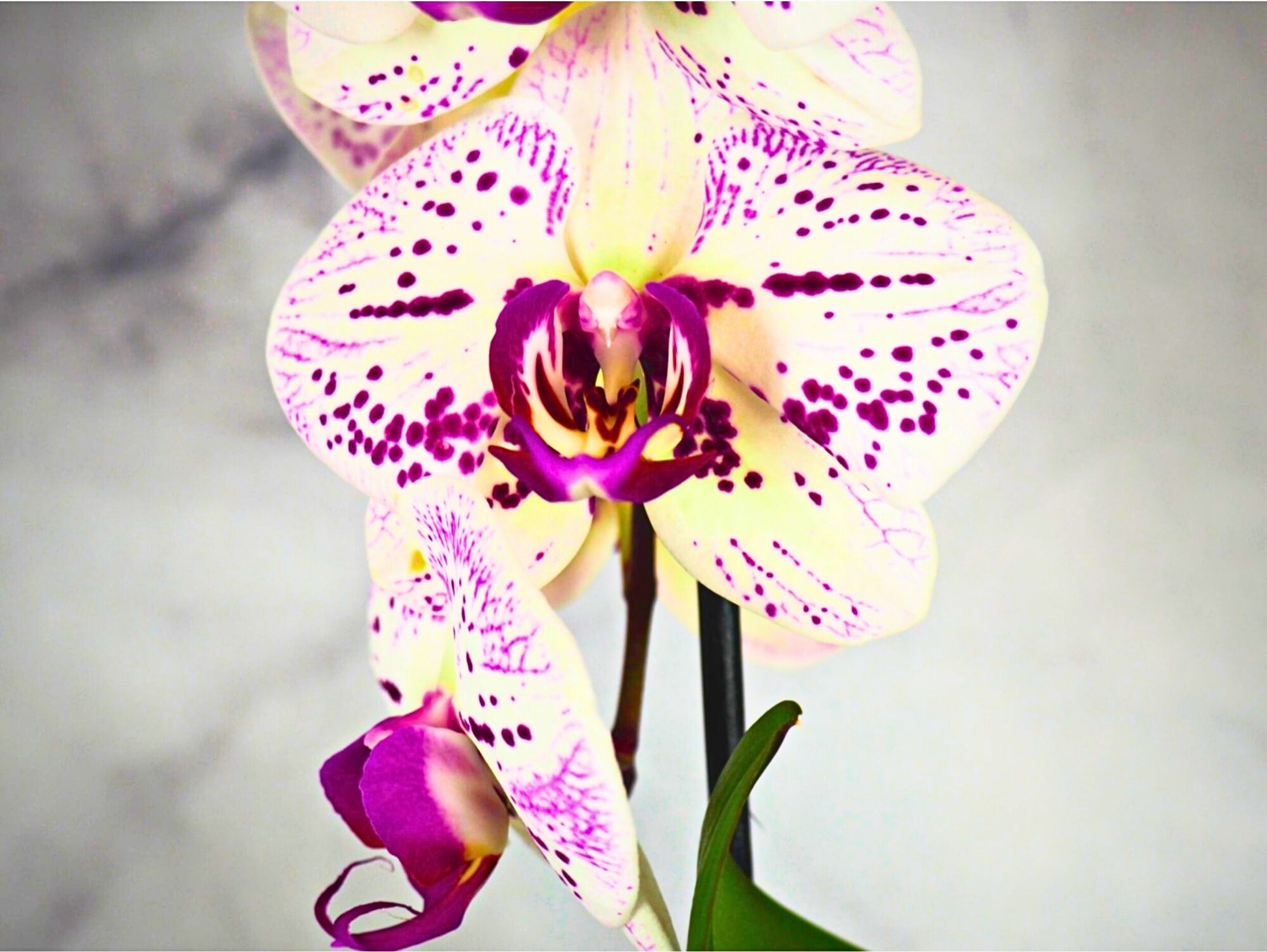 Orchidea Phalaenopsis white magenta Kokedama pianta da fiore