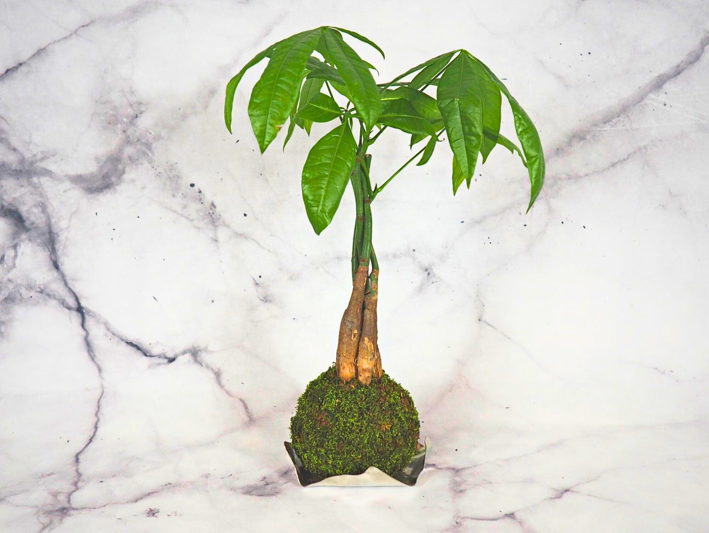 Pachira Kokedama pianta da interno