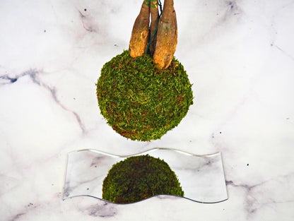 Pachira Kokedama pianta da interno