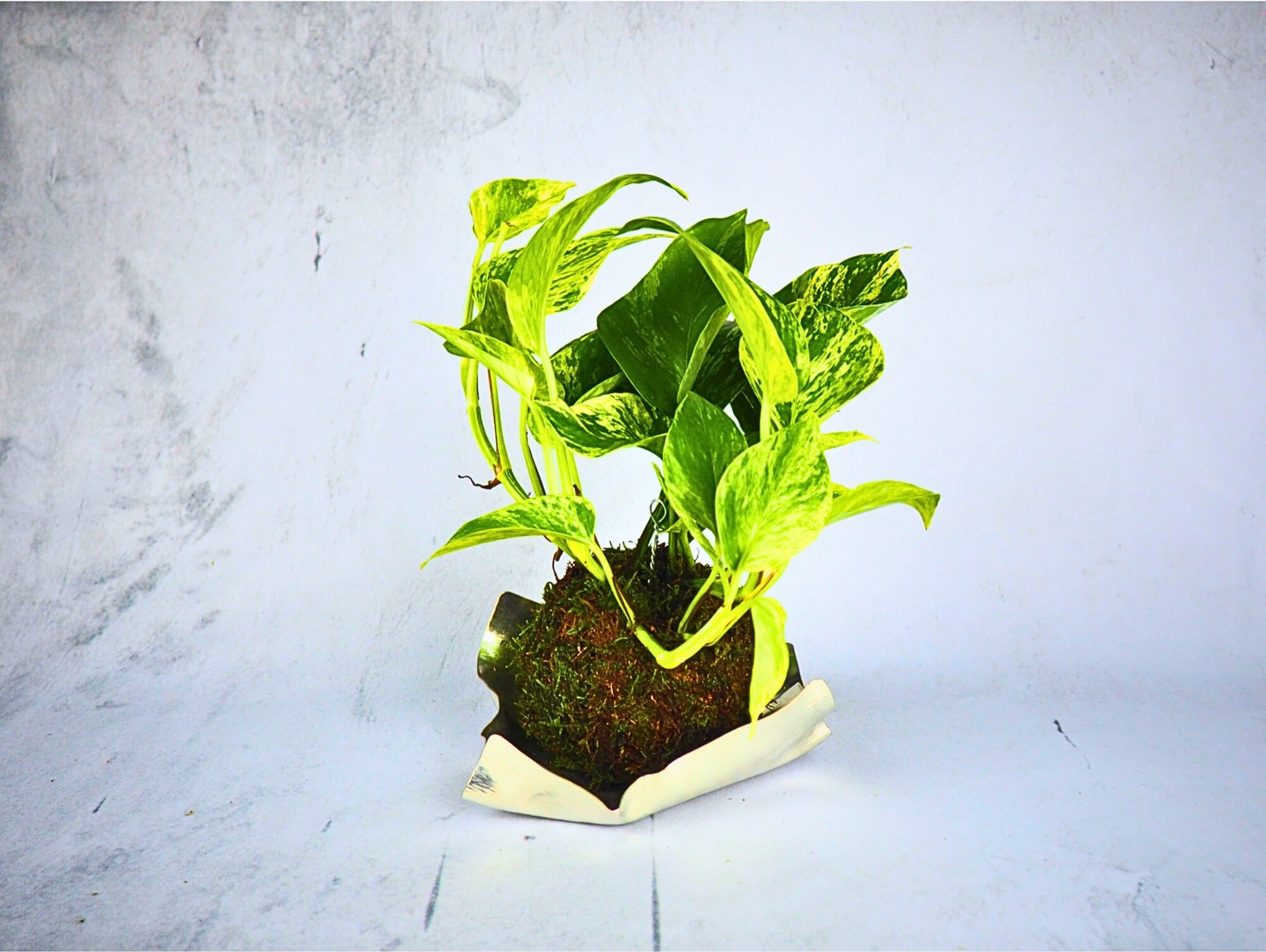 Pothos Kokedama pianta da interno