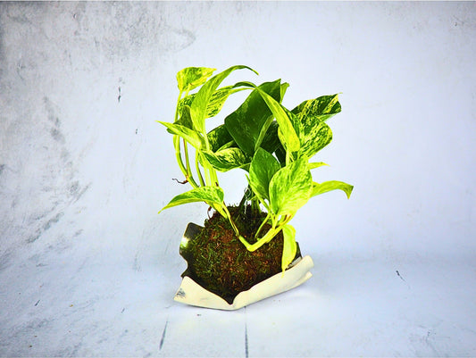 Pothos Kokedama pianta da interno