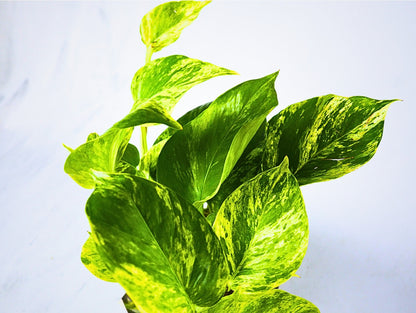 Pothos Kokedama pianta da interno