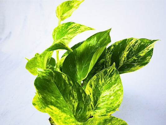 Pothos Kokedama pianta da interno