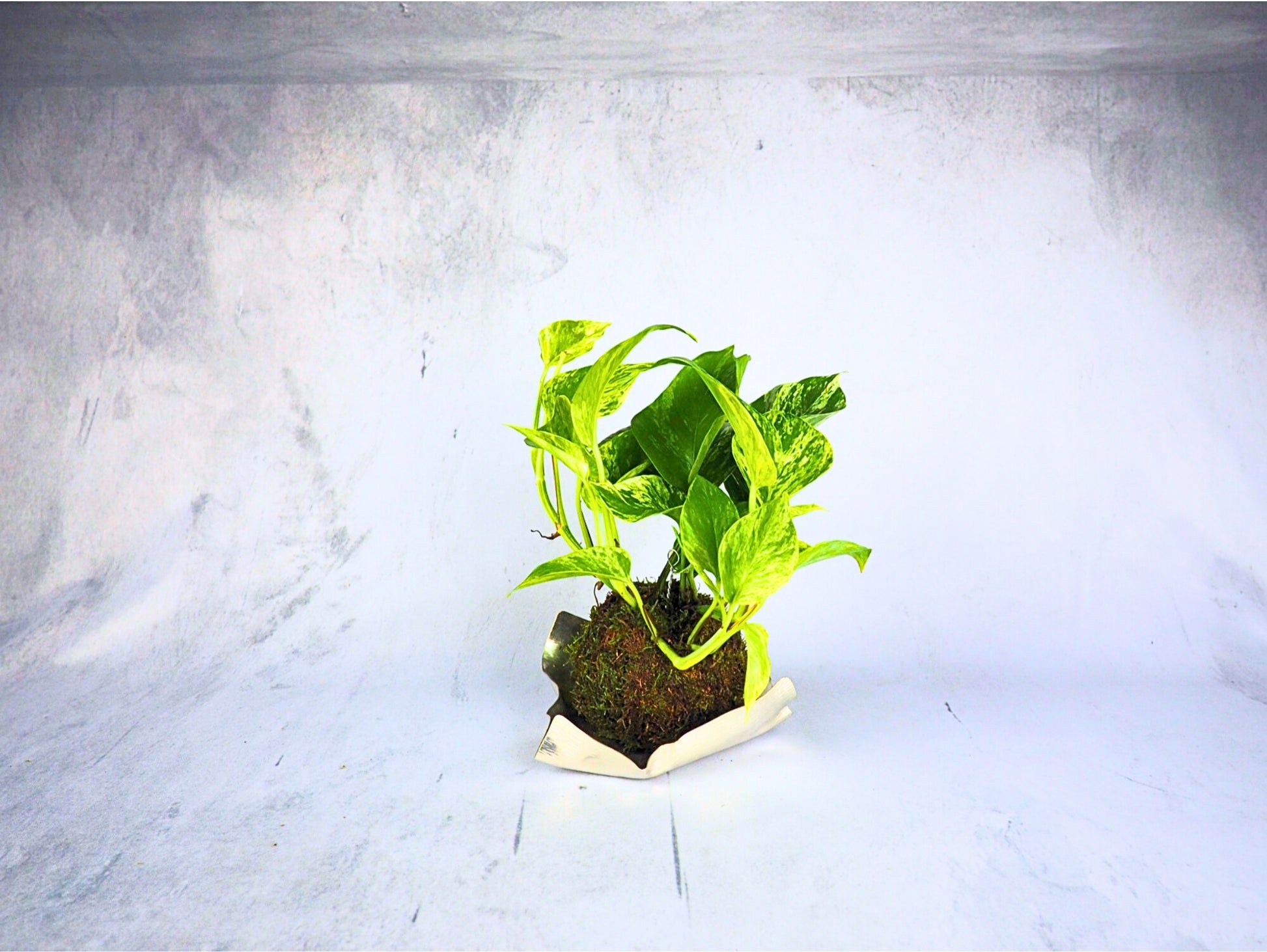 Pothos Kokedama pianta da interno