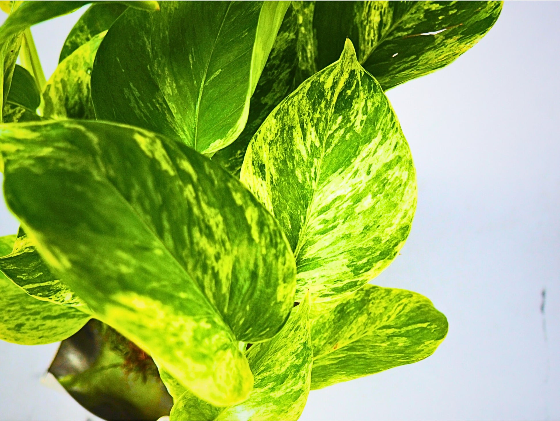 Pothos Kokedama pianta da interno