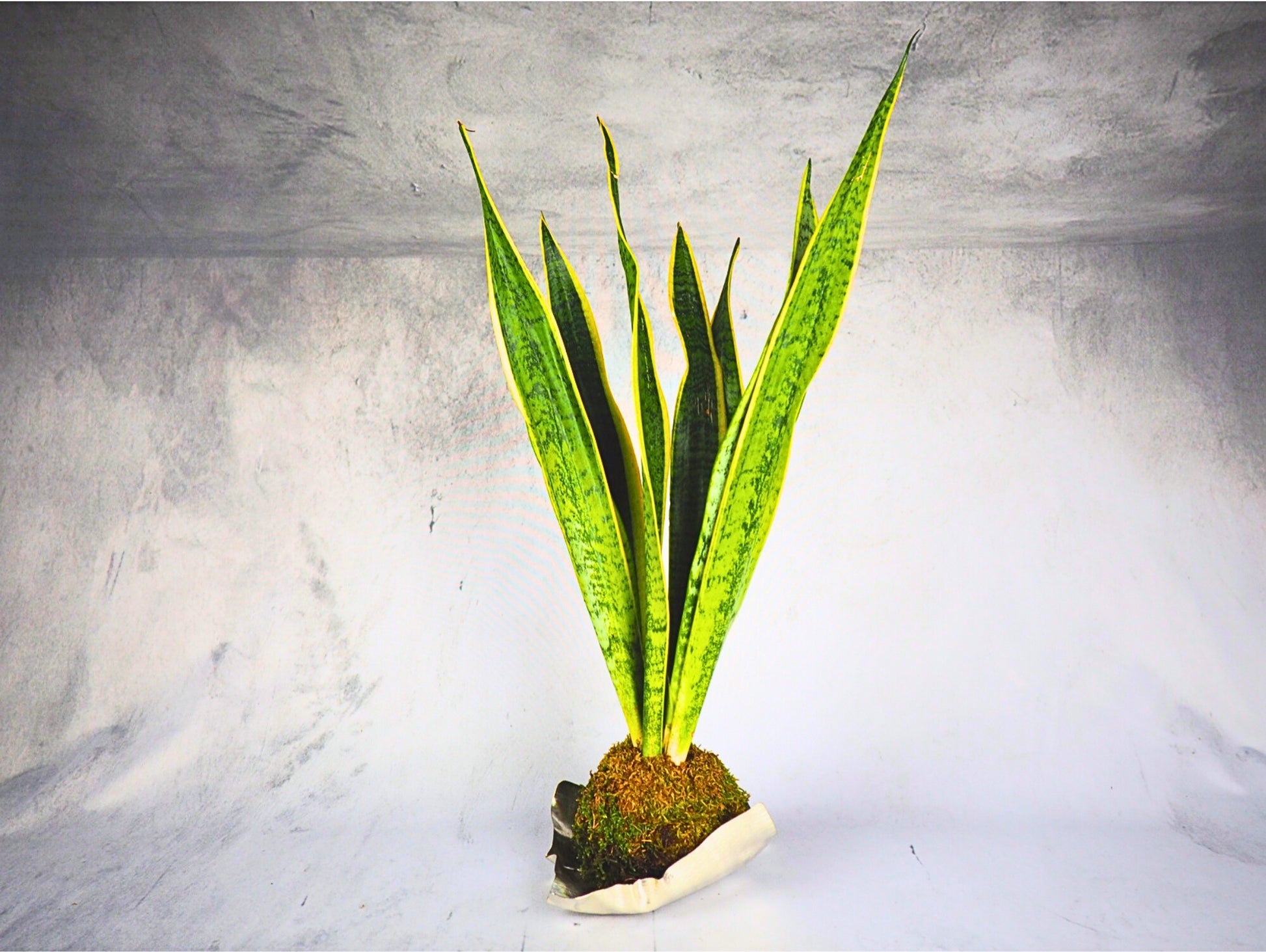 Sansevieria Kokedama pianta da interno