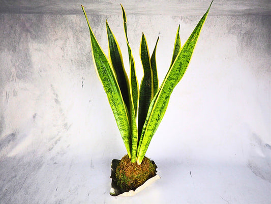 Sansevieria Kokedama pianta da interno