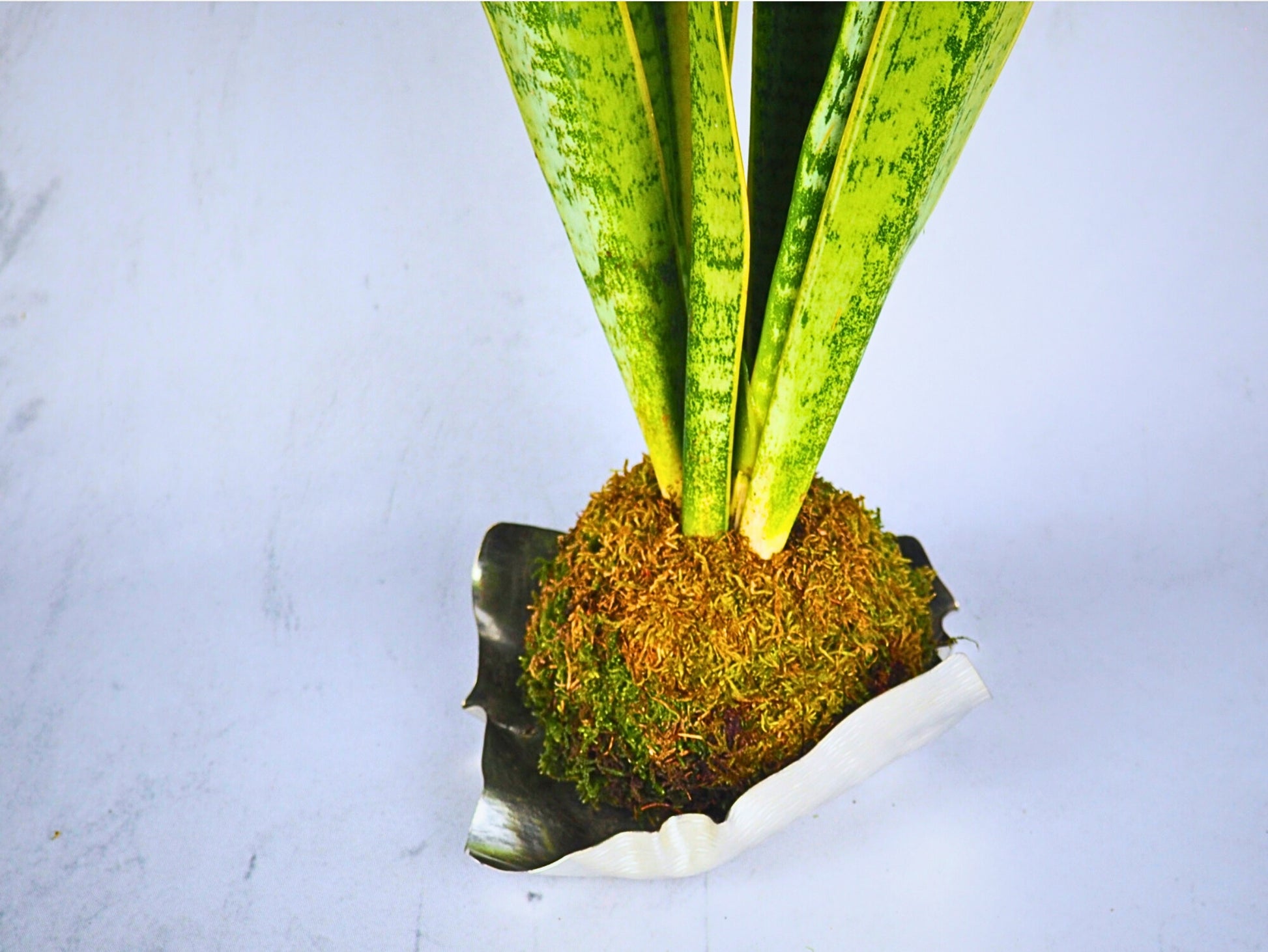 kokedama snake plant Sansevieria Kokedama Indoor Plant – Greendama