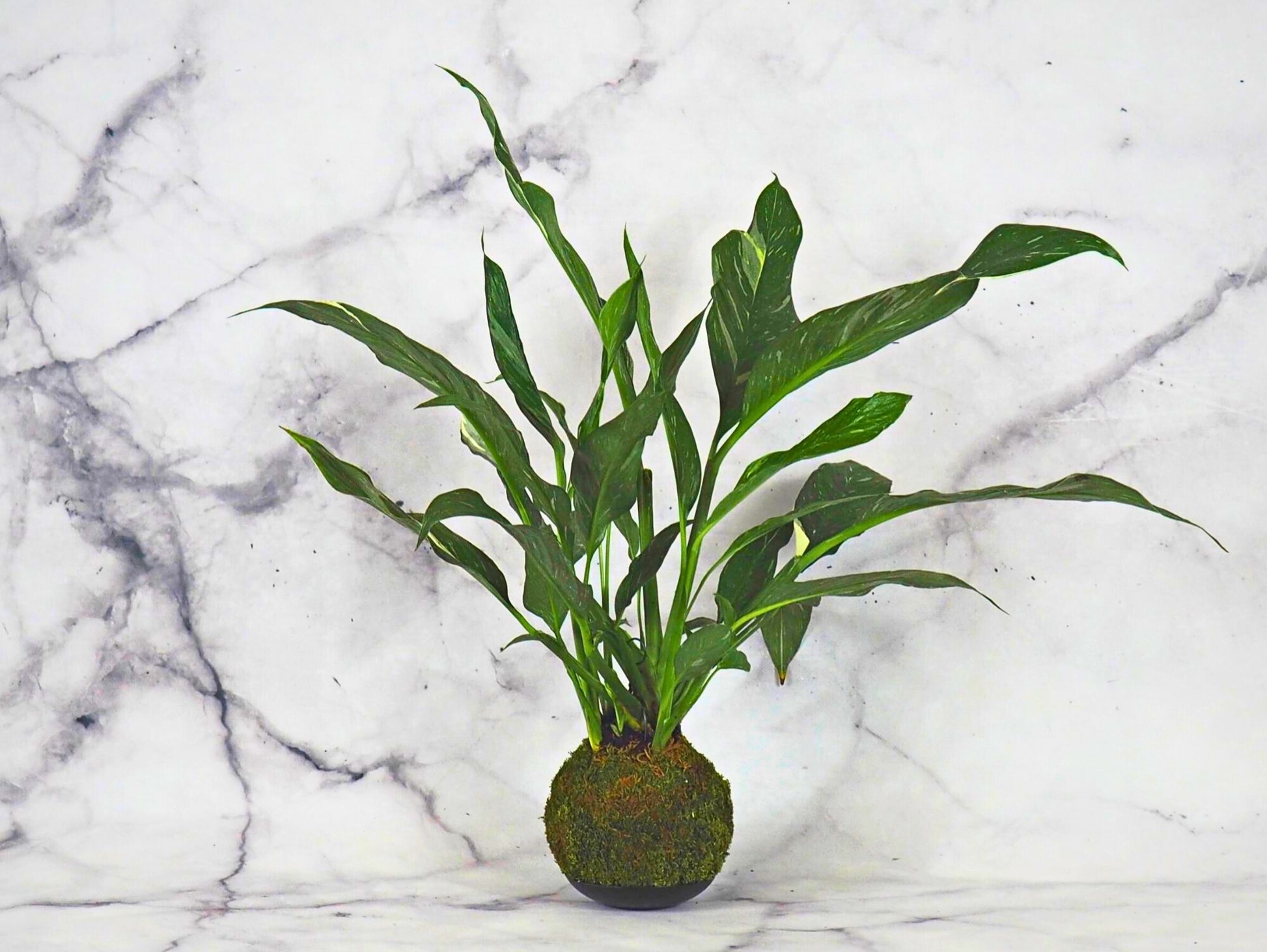 peace lily kokedama Spathiphyllum Diamond Kokedama Indoor Plant – Greendama