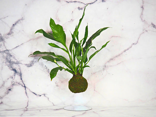 Spathiphyllum Kokedama pianta da interno