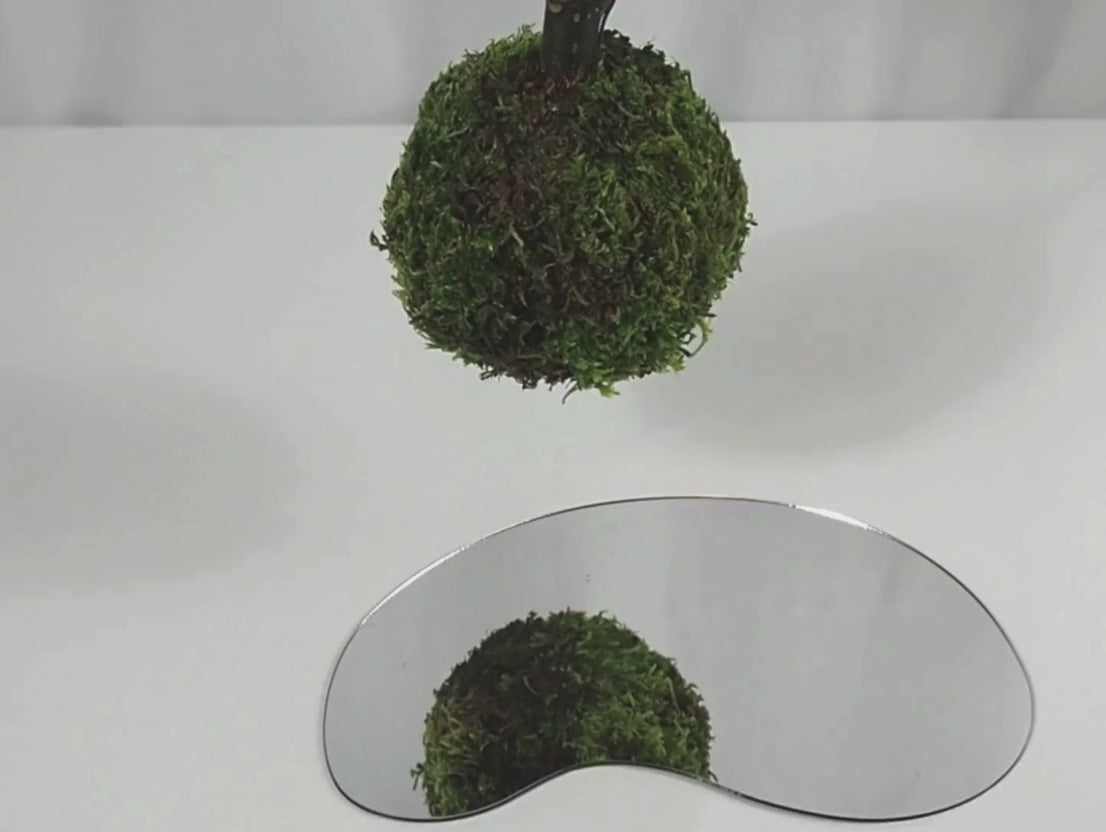 Afelandra kokedama pianta da interno