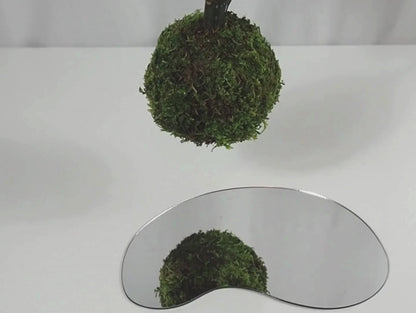 Afelandra kokedama pianta da interno